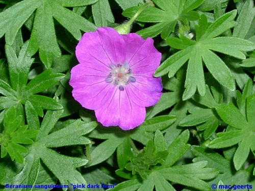 Geranium sanguineum dark form